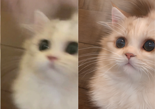 ģ��ͼƬ������